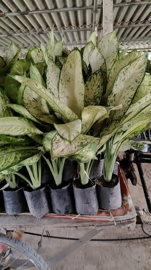 2d6aef0e-1296-43d9-9232-8dafc53252c0