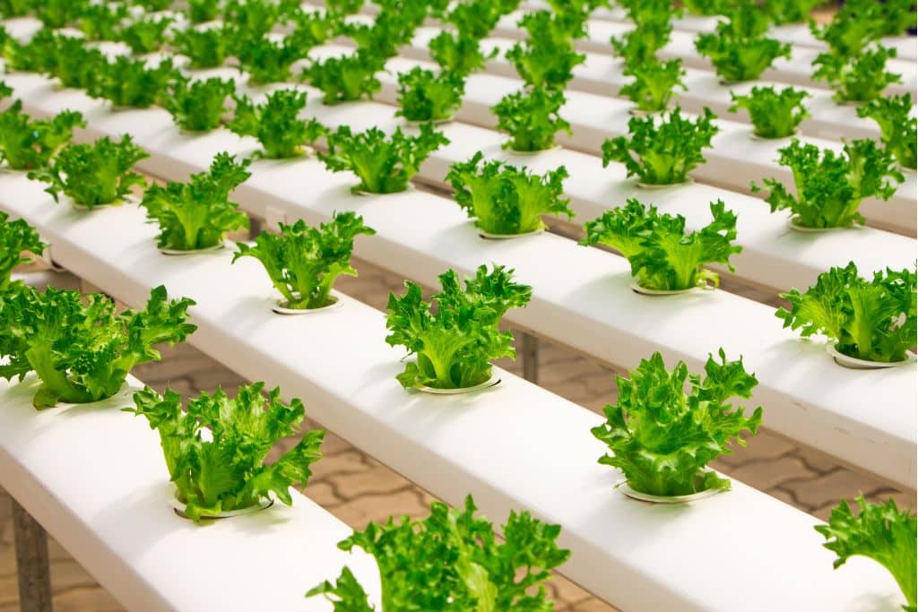 hydroponic gardening in gurgaon