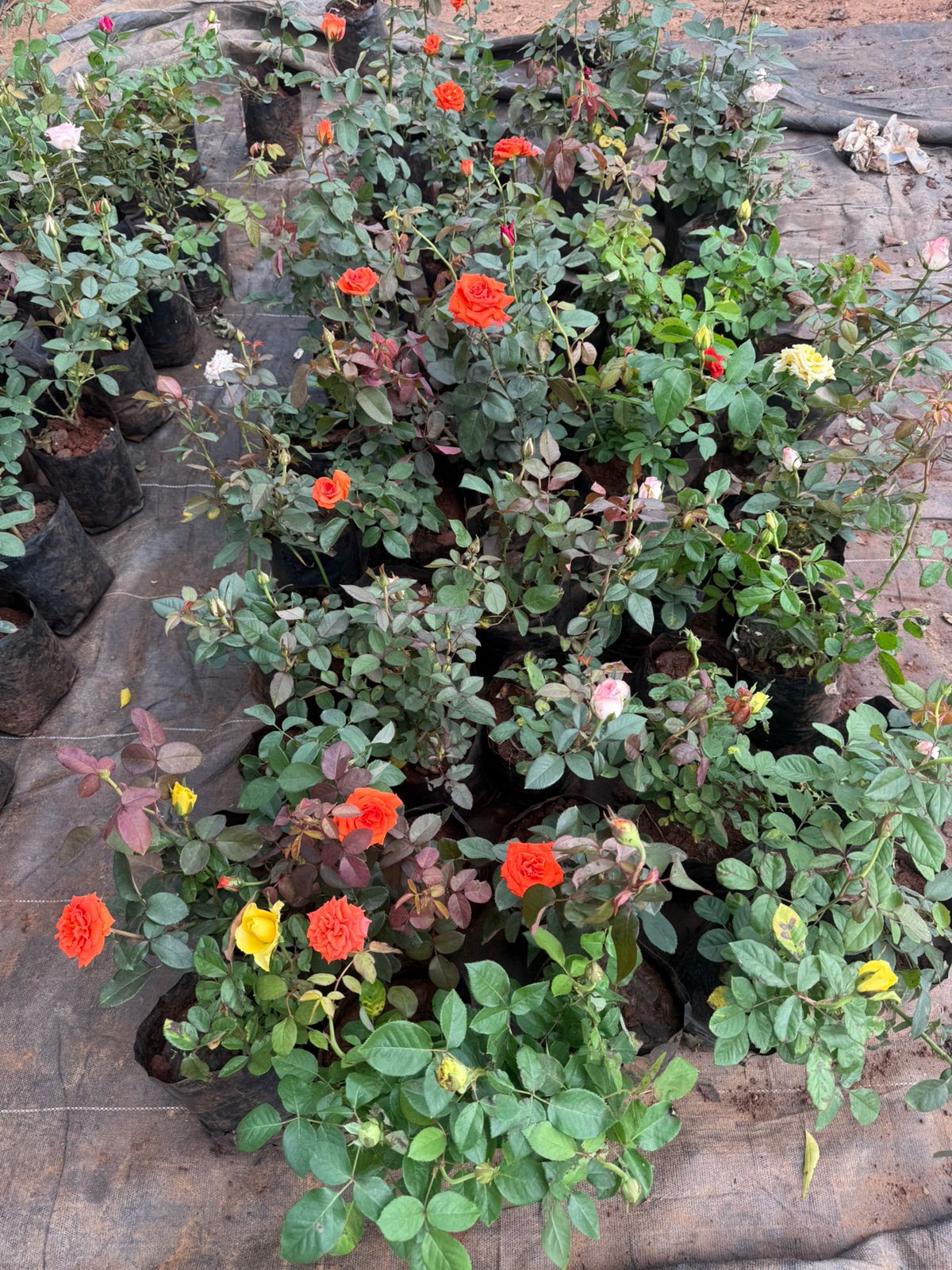 WhatsApp Image 2025-10-08 at 7.43.39 PM