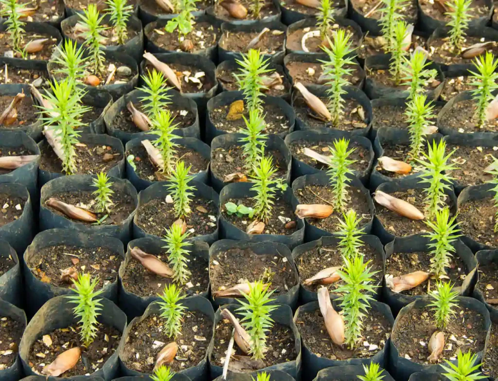 plants and product supply gurgaon